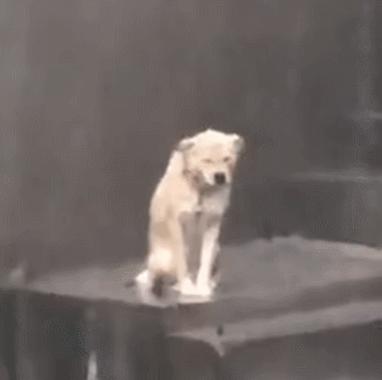 世界杯临近终章，编辑部上演内讧与帅哥研究的