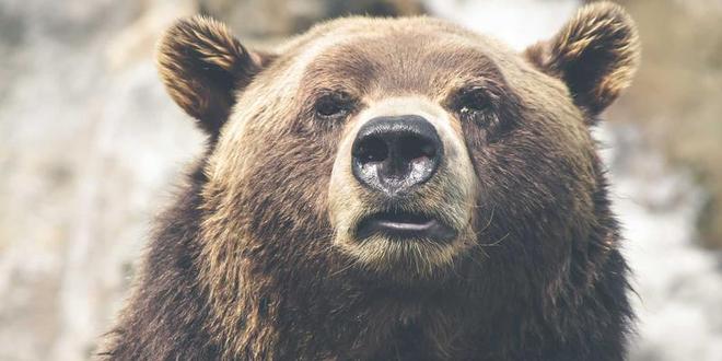 文班亚马头部撞击致马刺被逆转 球队面临季后赛